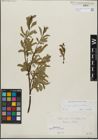 Foto von Salix glabra Scop. x Salix retusa L.